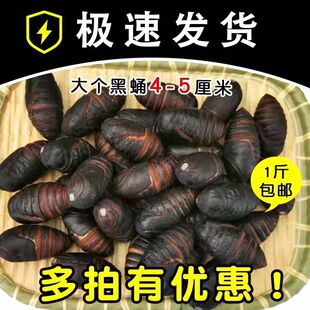 �QӼ  �r��a��ֱ�l�|���a���QӼ����S�����sӼ�OӼ��