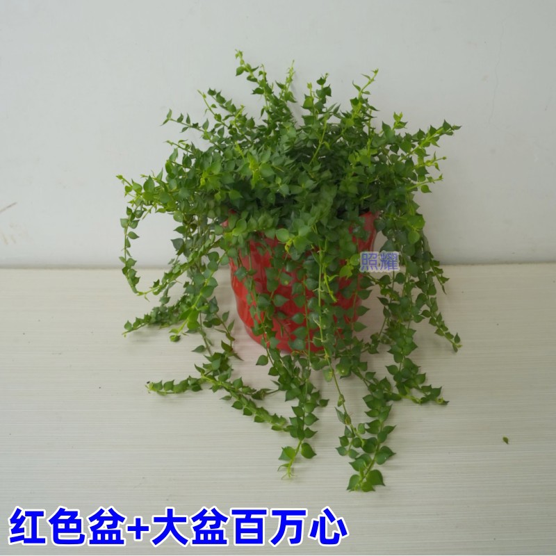 백만개의 하트(큰 대야) + 빨간 대야