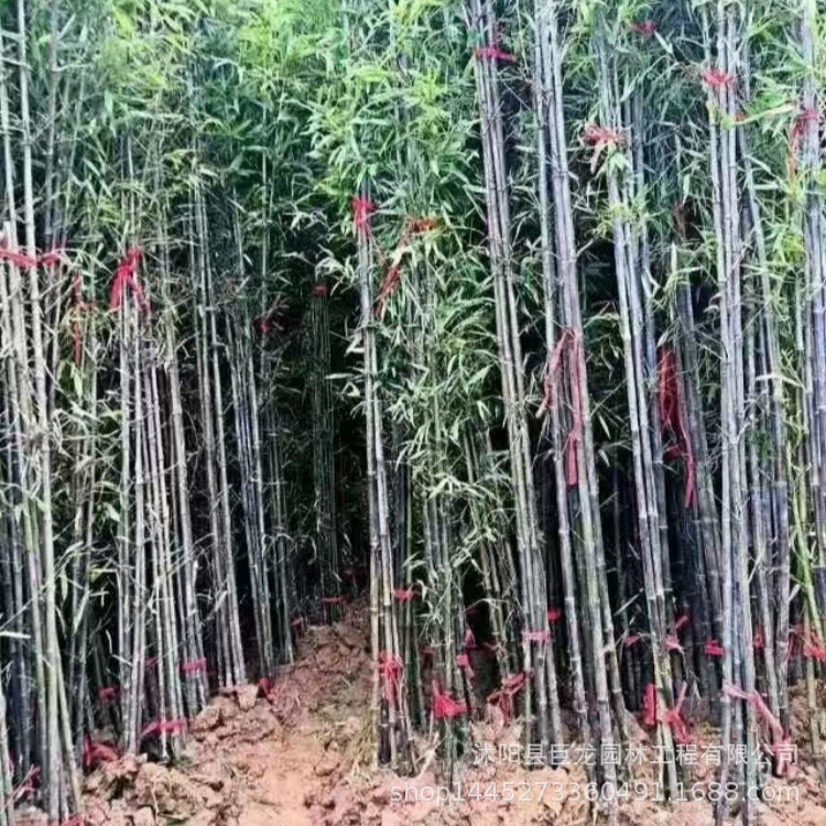 Фиолетовые саженцы бамбука, зеленые саженцы бамбука во дворе, северные морозостойкие саженцы, золотой бамбук, вечнозеленые бамбуковые растения для зеленения круглый год.