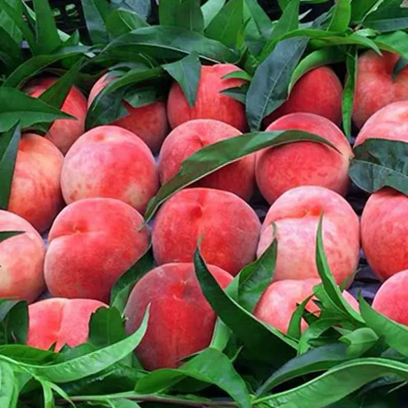 Свежий персик хрустящий персик свежесобранный 3/5/ 5kg свежих свежих персиков