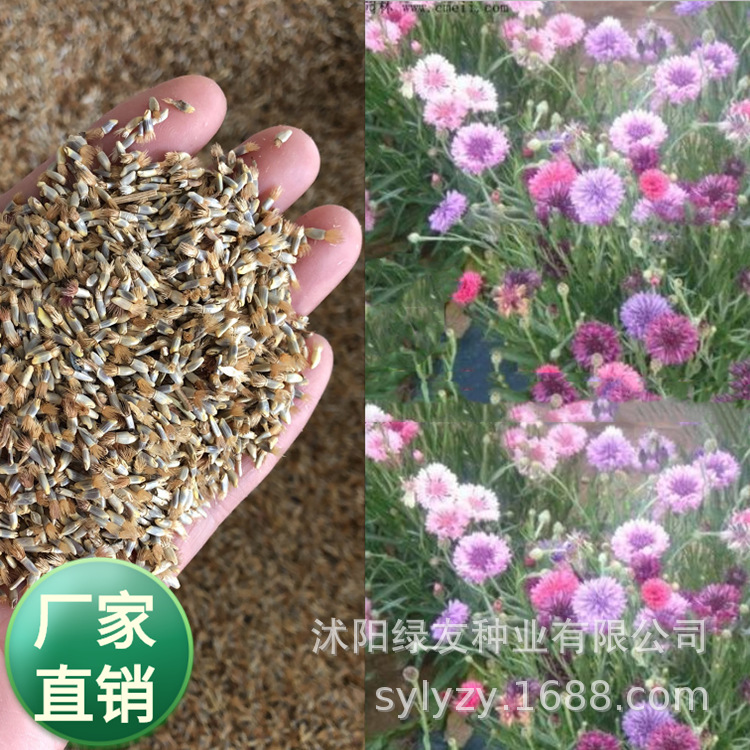 批发工程种植观赏草花草籽 一二年生野花种子  矢车菊