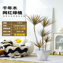 ǧ��ľ�����Rβ�F�͏d�̨��Ѫ��ֲ�����ԾGֲ�������ȩ�辰