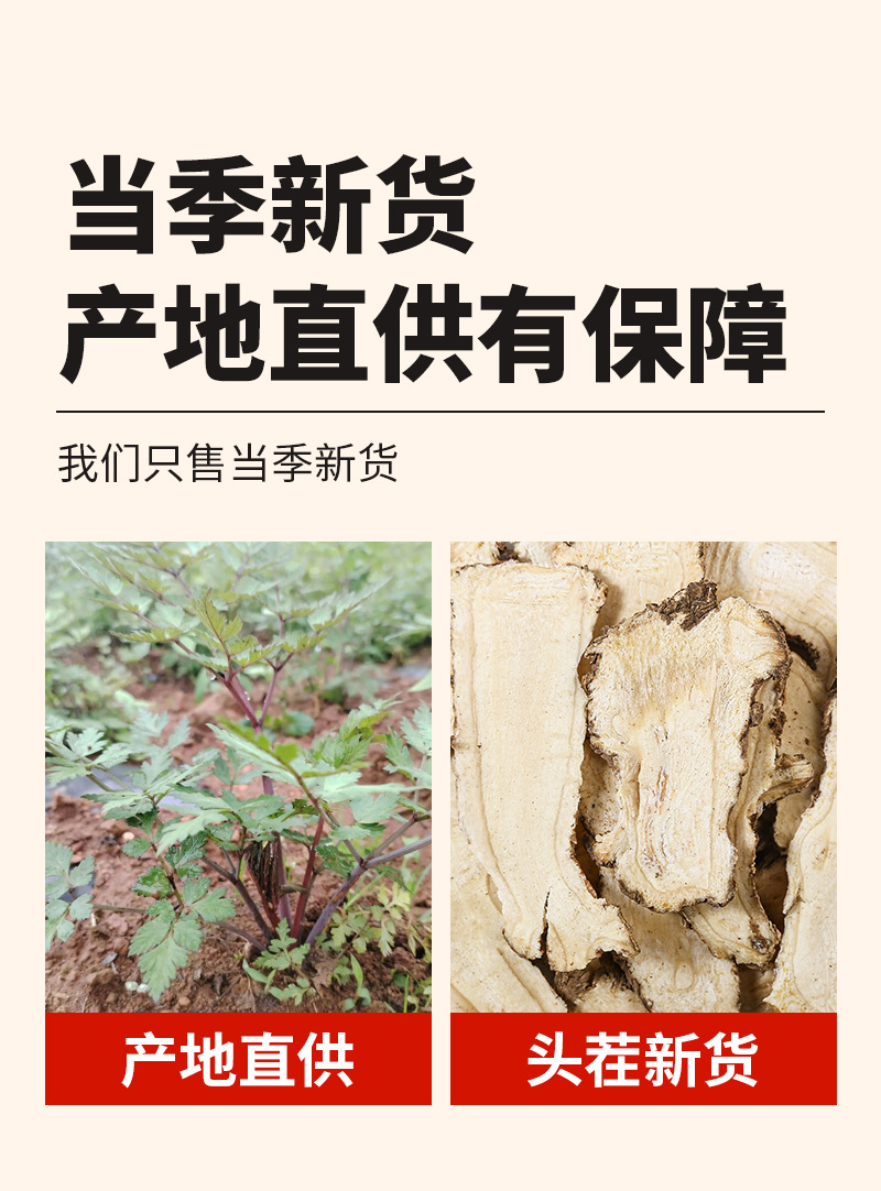 Dang Gui Slices (Angelica sinensis) — Dried Dong Quai Root Slices for Soup & Tea quality and texture