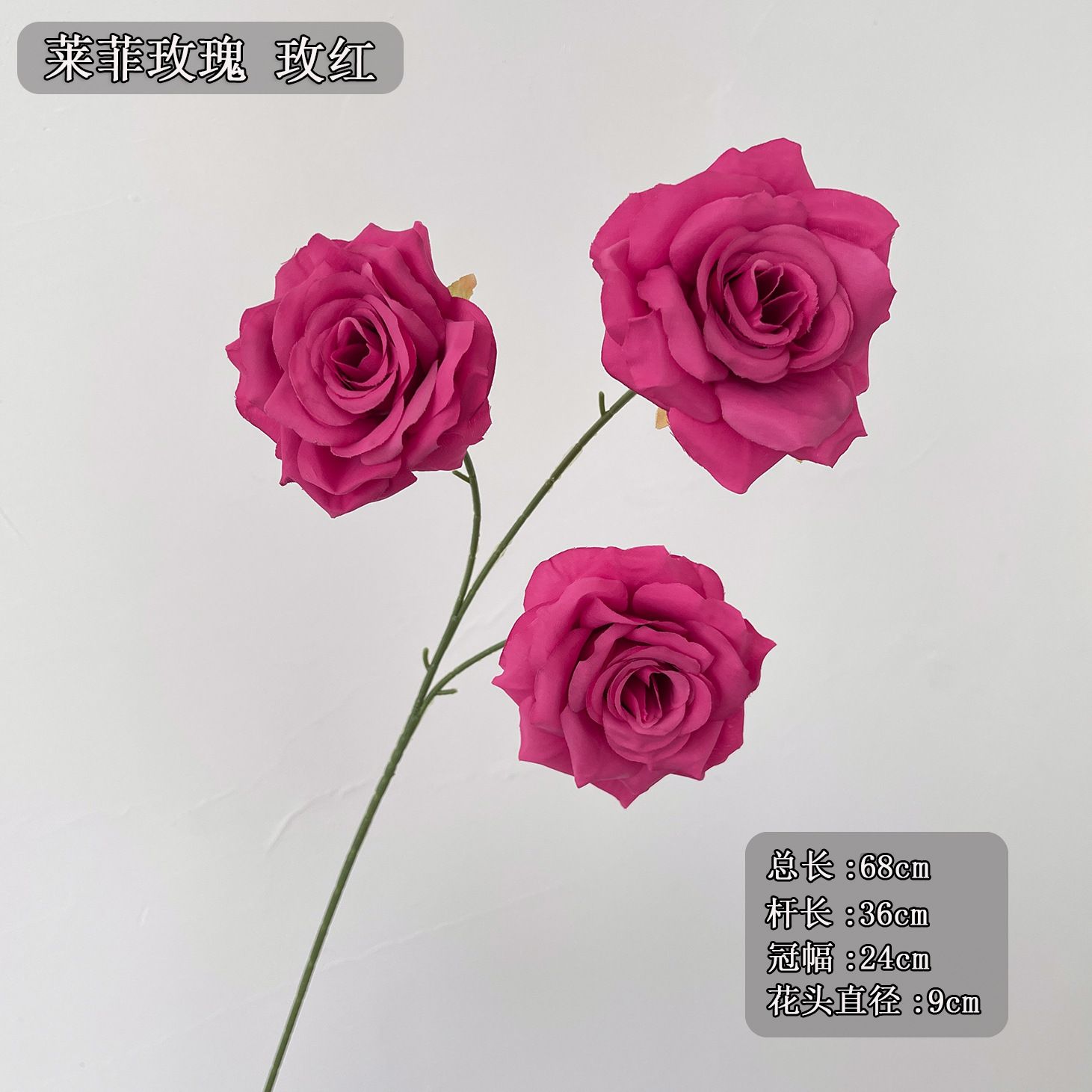 3 필레 로즈 로즈/프로이트
