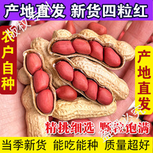 农家新鲜带壳生四粒红花生2024年新货红皮好花生自种产地直发原味
