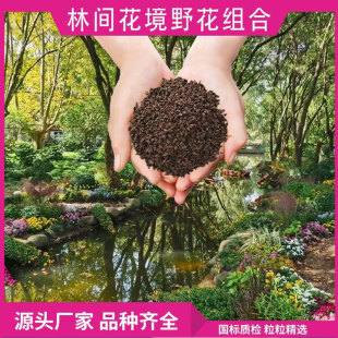 Forest Flower Border Wildflower Combination Flower Seeds Greening All Year Round Easy to Grow Flower Seeds Park Courtyard Flower Seeds Wholesale