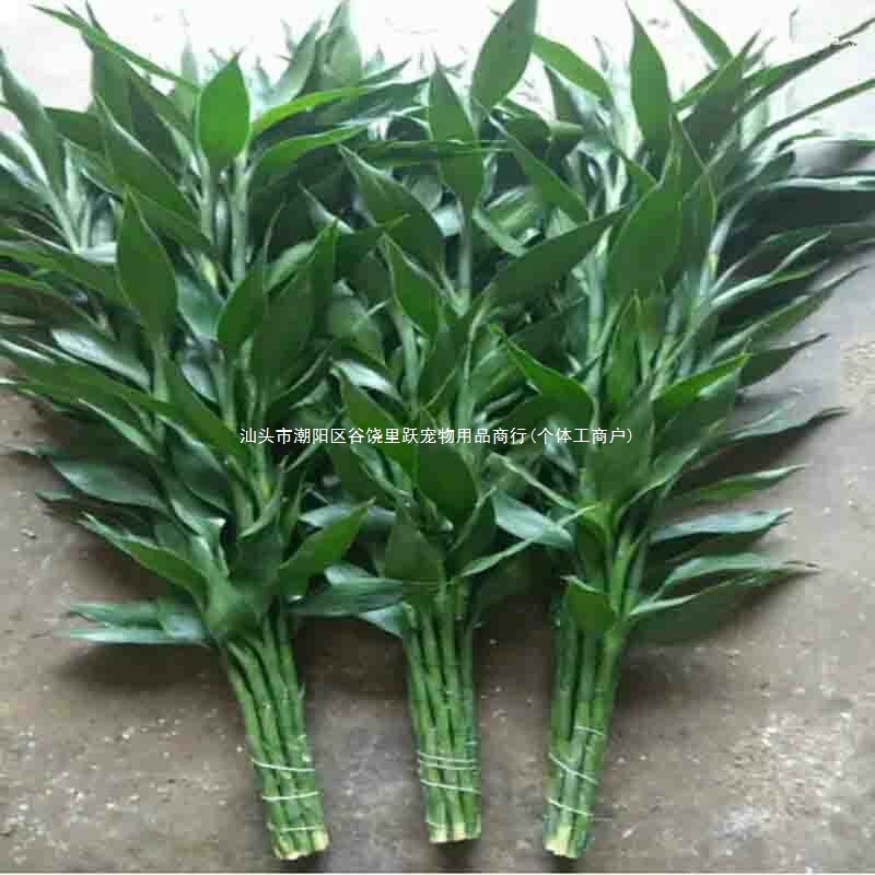 Богатая бамбуковая гидропонная основа, прямая доставка, гидропонная растительность, перенос бамбукового зеленого растения, бонсай с корнями, всесезонные гидропонные свежие черенки для домашних животных.