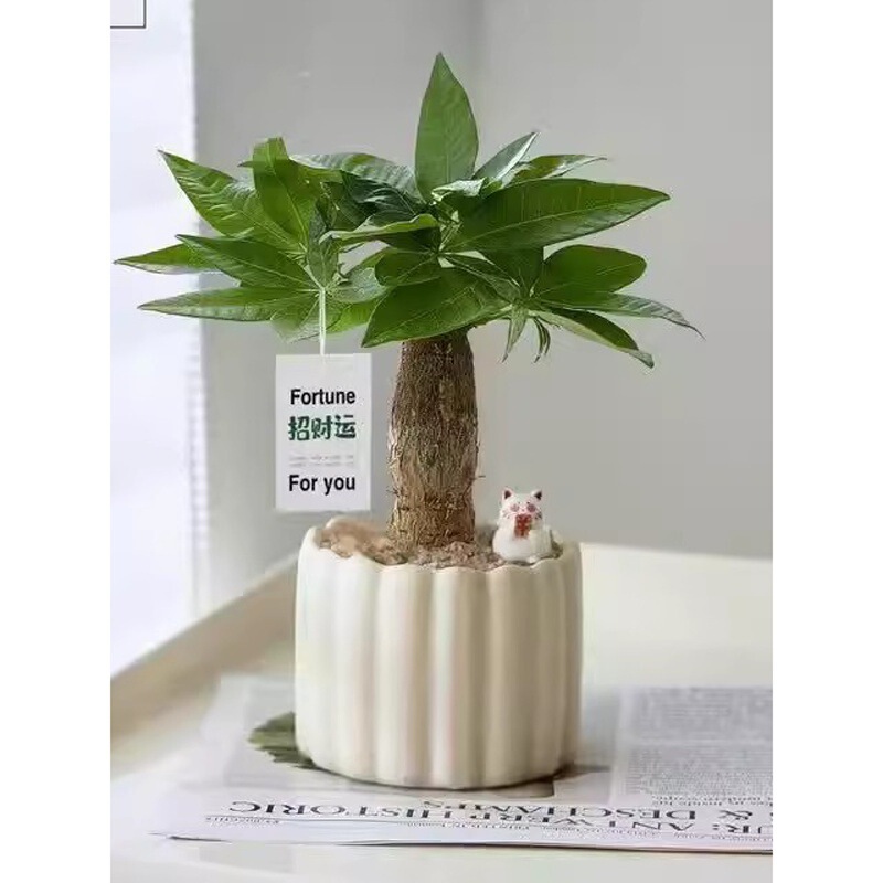 Money Tree Green Plant Small Potted Office Desktop Living Room Creative Wealth-Attracting Stress-Relief Ornament Easy to Care for All Seasons Small Bonsai