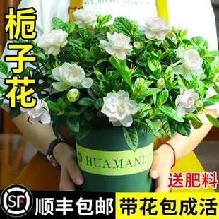 �d�ӻ����Ի���ֲ���҃Ȏ������̨ˮ��Gֲ������ļ����B����