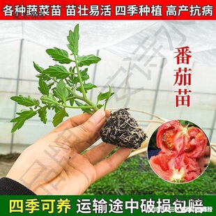 �m������t���緬�����}Ů�����������߲�������������������̫��