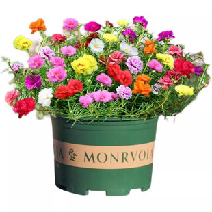 Sunflower Seedlings Perennial Potted Summer and Autumn Blooming with Roots and Branches Heat-Resistant Plant Potted Florals Double-Petaled Mixed Colors