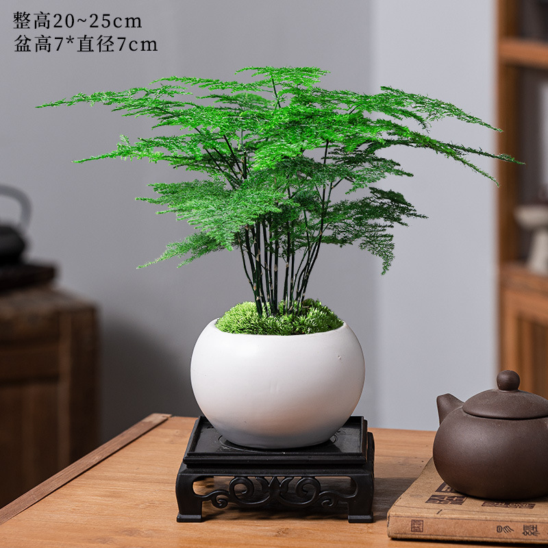 Bambou fin + pot de poterie ronde en jade blanc + support inférieur + mousse