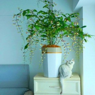 ���z���򻨻������҃��̨�^���Gֲ���B�ļ�������������ֲ�ﻨ��