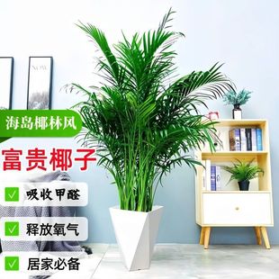 ���ڸ��FҬ�Ә�����������ɢβ���Pβ���ݗ���҃��̨�����՚�