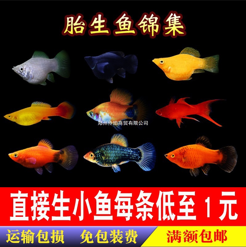 胎生鱼玛丽皮球好养耐活热带观赏鱼红剑箭易繁殖月光下崽狂魔