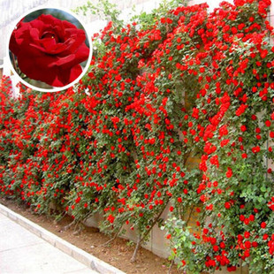 Aongjing Climbing Rose Seeds, Multi-Flowered Rose Seeds, Sowing All Year Round, Continuous Blooming, Green Plants, Potted Florals, and Rose Seeds