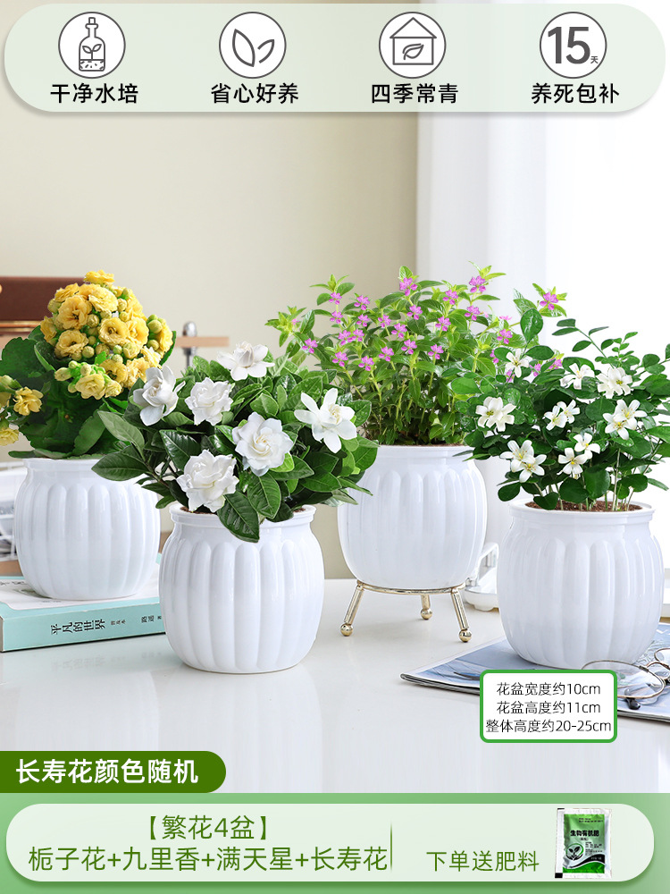 [꽃 4화분] 치자나무 + 구리향 + 아기숨결 + 칼라비나