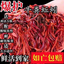 蚯蚓活物批发一斤本地大号斤红虫邱引钓鱼盒装钓鱼野钓代发