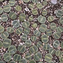 多肉植物,生石花多肉,生石花母本PP植物,番杏科彩色好养。懒人