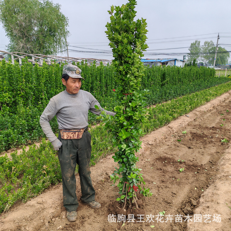 北海道黄杨1.8米山东青州北绿篱绿化道路工程北海道黄杨大叶黄杨