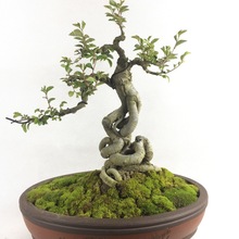 榆树盆景微型盆栽绿植小叶榔榆熟桩老桩小叶榆 基地种植发货