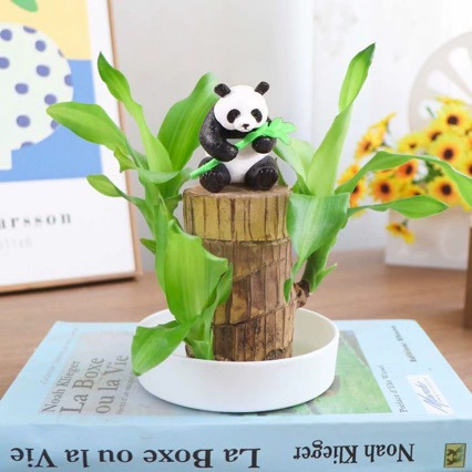 Оптовая продажа: гидропонное растение «Бразильская деревянная панда» (счастливое дерево), подходит для электронной коммерции, не подверженное грибковым инфекциям, выращенное в воде, растение в горшке из ствола дерева.