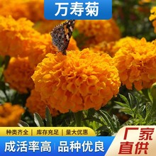 lf۾շNļG׻⾰^ܳܽؾջN