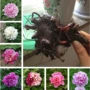 多年生芍药芍药根
