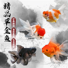 金鱼观赏鱼活鱼草金鱼苗小型好养耐活活体淡水耐活冷水孔雀鱼红金