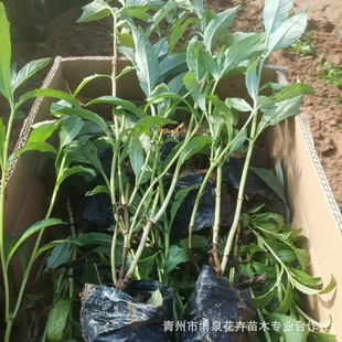 ���~�� �辰����ͥԺֲ���҃�ֲ�ﻨ���L����ֲ�� �������l