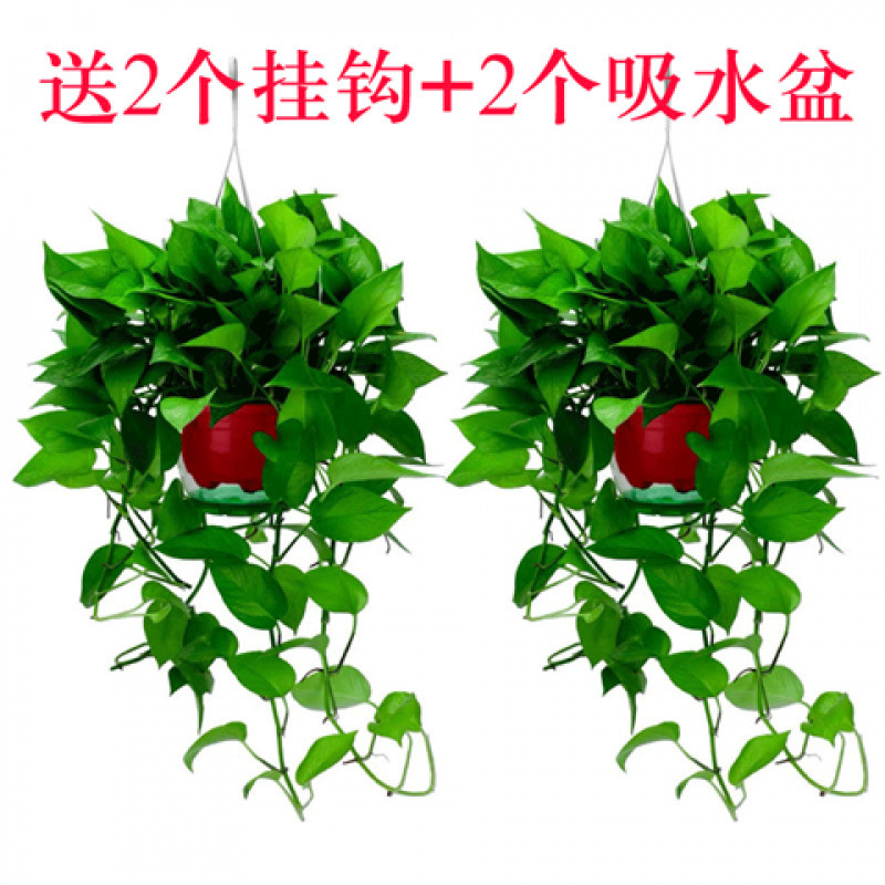 大盆长藤绿萝盆栽室内垂吊植物吸甲醛净化空气水培绿植花卉