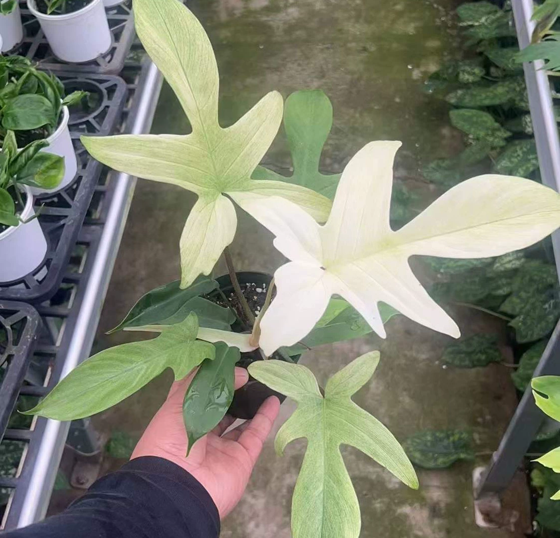 [Базовые прямые поставки] Чистая красная листва Цветы в маленьких горшках 120 Белый призрак Зеленый бархат