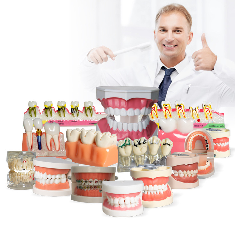Tooth Model Mold Tooth Model Dental Teaching Model Removable Oral Denture Brushing Tooth Preparation Tooth Model Resin Tooth Model Mold Tooth Model Dental Teaching Model Removable Oral Denture Brushing Tooth Preparation Tooth Model Resin