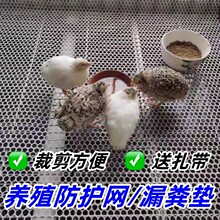 鸡舍底网地垫鸭鹅兔育雏养殖漏粪网防卡脚防护垫封笼塑料网床掉落