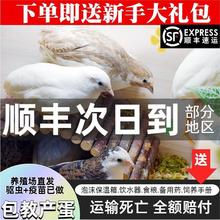 �W�t�J���u������u���wȫɫϵ���B����40-60�������u��S�l؛