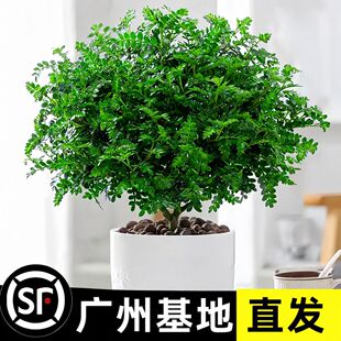 �����������ľ���Ի����҃�����ò�ֲ������Ϙ��辰������Gֲ