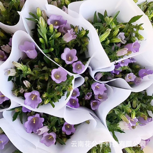 Windbell Flowers Yunnan Flower Base Directly Approved Flower Shop Wedding Stall Bouquet Floral Salon Flower Basket Flower Arrangement