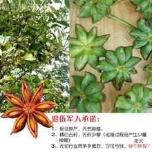 八角500g大料大茴香无硫10月大红另香叶桂皮花椒香料250g调料散装