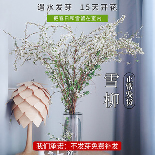 ѩ���r֦ˮ���������Gֲ���҃Ȼ��ܺ��B���r���������Բ廨�r��֦