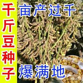 超级千斤豆黄豆种子早黄豆种子农家自种大豆种籽特大高产早熟抗病