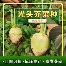 ���^��˷N�ӵ��´��^�˷N�ѱ����̲˸���N��@ͥԺ�r���߲˷N��