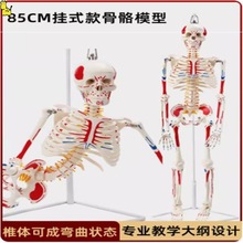 4585 170cm人体骨骼模型骨架人体模型成人小白骷髅教学脊椎全身