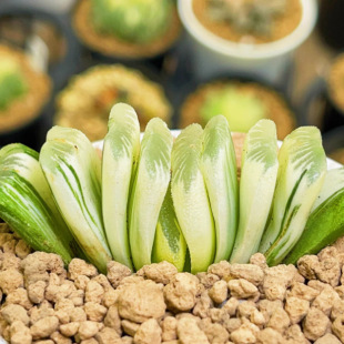 Green Jade Fan Brocade Grass Jade Fan Brocade Natural Brocade Jade Dew Twelve Volumes Succulent Plants