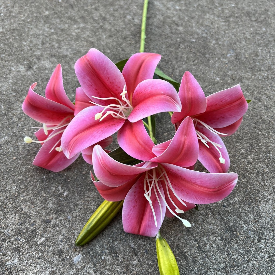 6 cabezas se sienten grandes Lily Rose Red