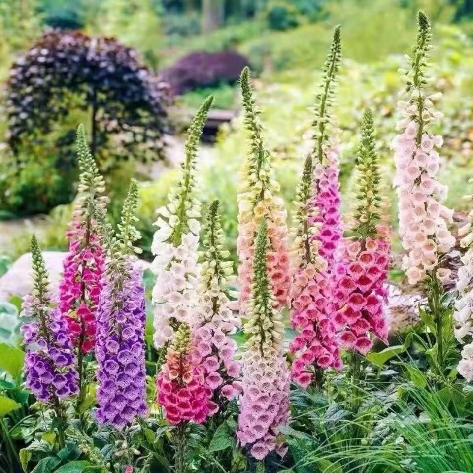Venta al por mayor de semillas de flores y plantas eustoma malvarrosa peonía cobre dinero hierba margarita rosa sol peonía flor combinación de flores