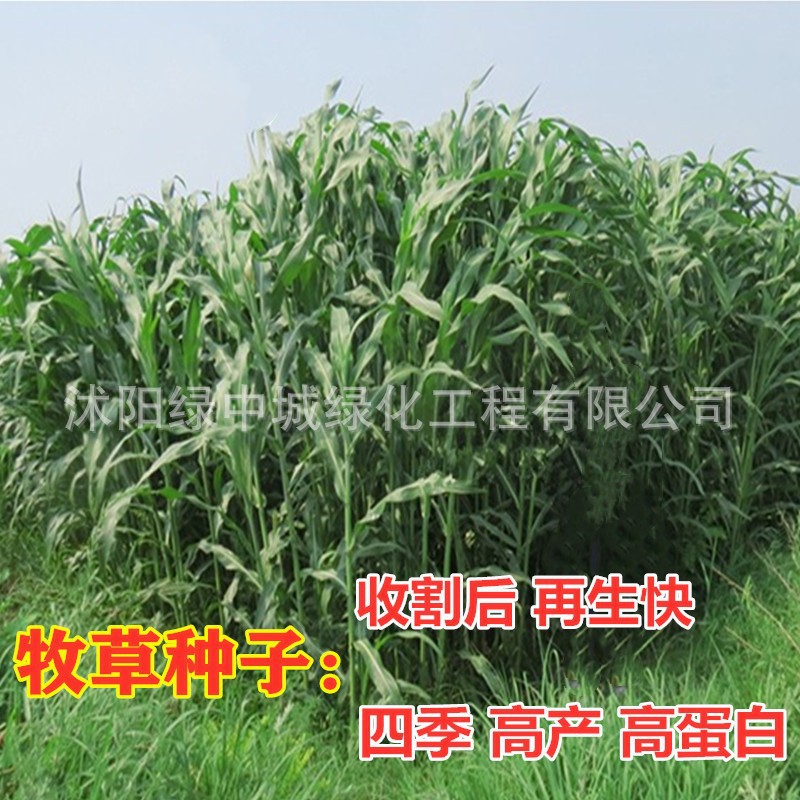 四季牧草种子黑麦草种子紫花苜蓿紫云英菊苣种多年草籽养殖鱼草种
