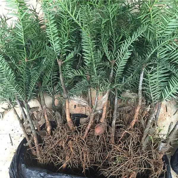 诸暨香榧：一颗小小的坚果撬动的大产业