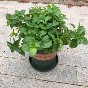 紫蘇苗圖片 海量高清紫蘇苗圖片大全 阿里巴巴