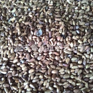 Wholesale Tamarix Seeds, Tree Seeds, Golden Pheasant Seeds, Greening Shrubs, Protective Forest Golden Pheasant Seeds, Seedlings, Ornamental Plants