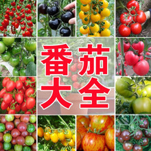 千禧番茄圣女果种子圣女果蔬菜孑春季四季番茄草莓种盆栽庭院阳台